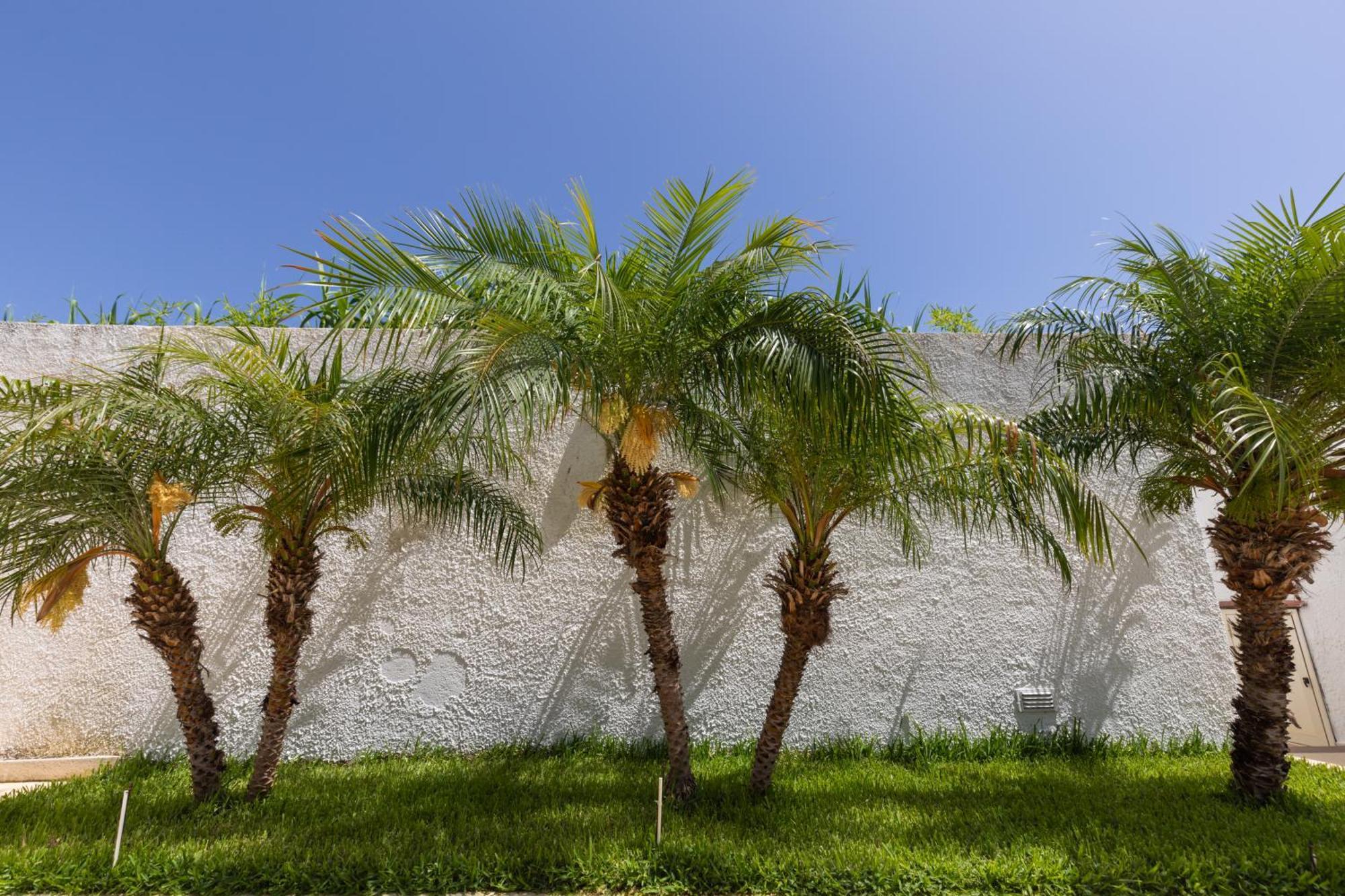 Villa Kore, Capo Vaticano Exteriör bild